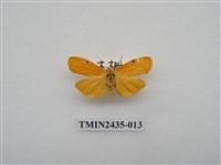 藏品(緣點苔蛾)的圖片